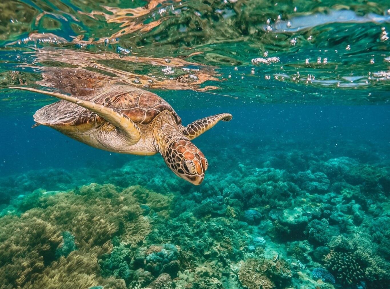 Swim with turtles on the Great Barrier Reef Australia