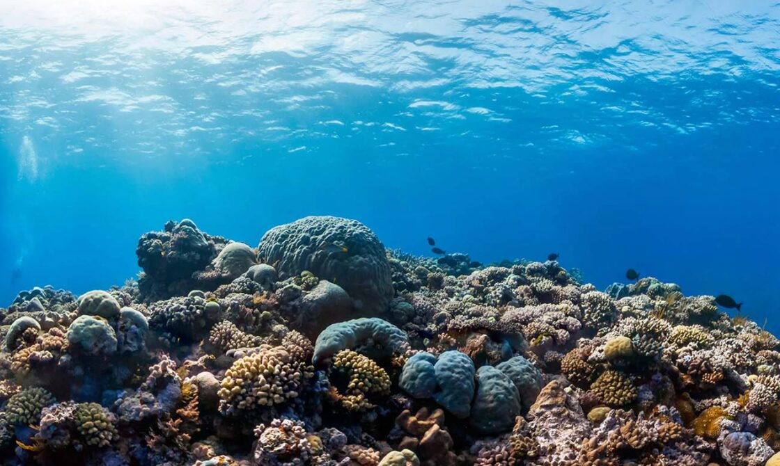 Ribbon Reef 9 Great Barrier Reef