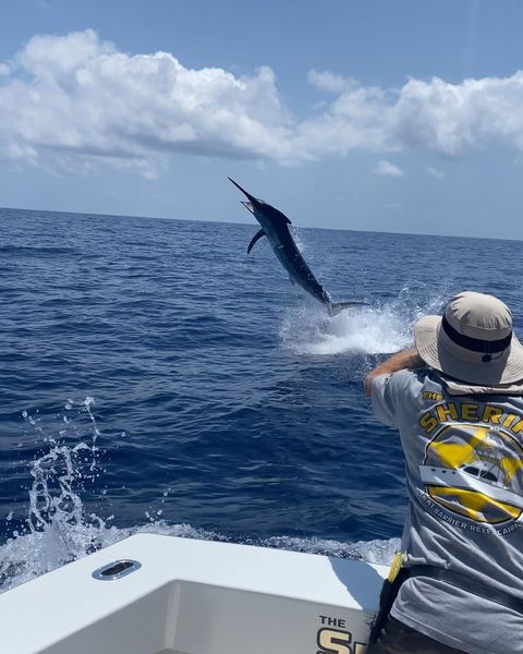 Marlin Fishing Charters Cairns Queensland