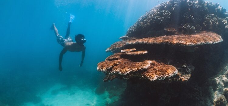 Hook Island Snorkelling Whitsundays