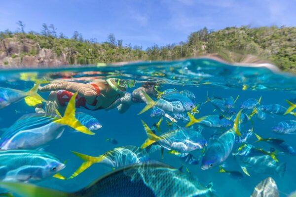 Snorkelling at Manta Ray Bay Whitsundays, Great Barrier Reef