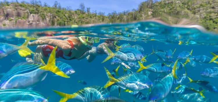 Best Snorkelling in the Whitsundays on Luxury Yacht Charter