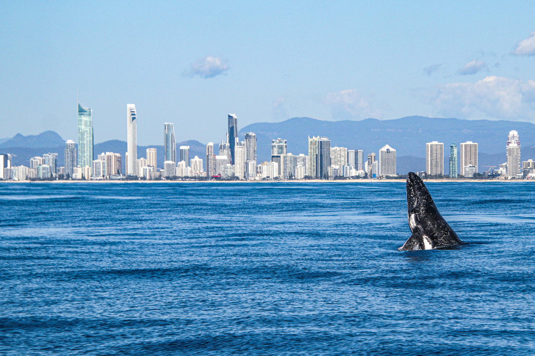 Gold Coast Whales Watching Season | YOTSPACE luxury yacht charters Quensland
