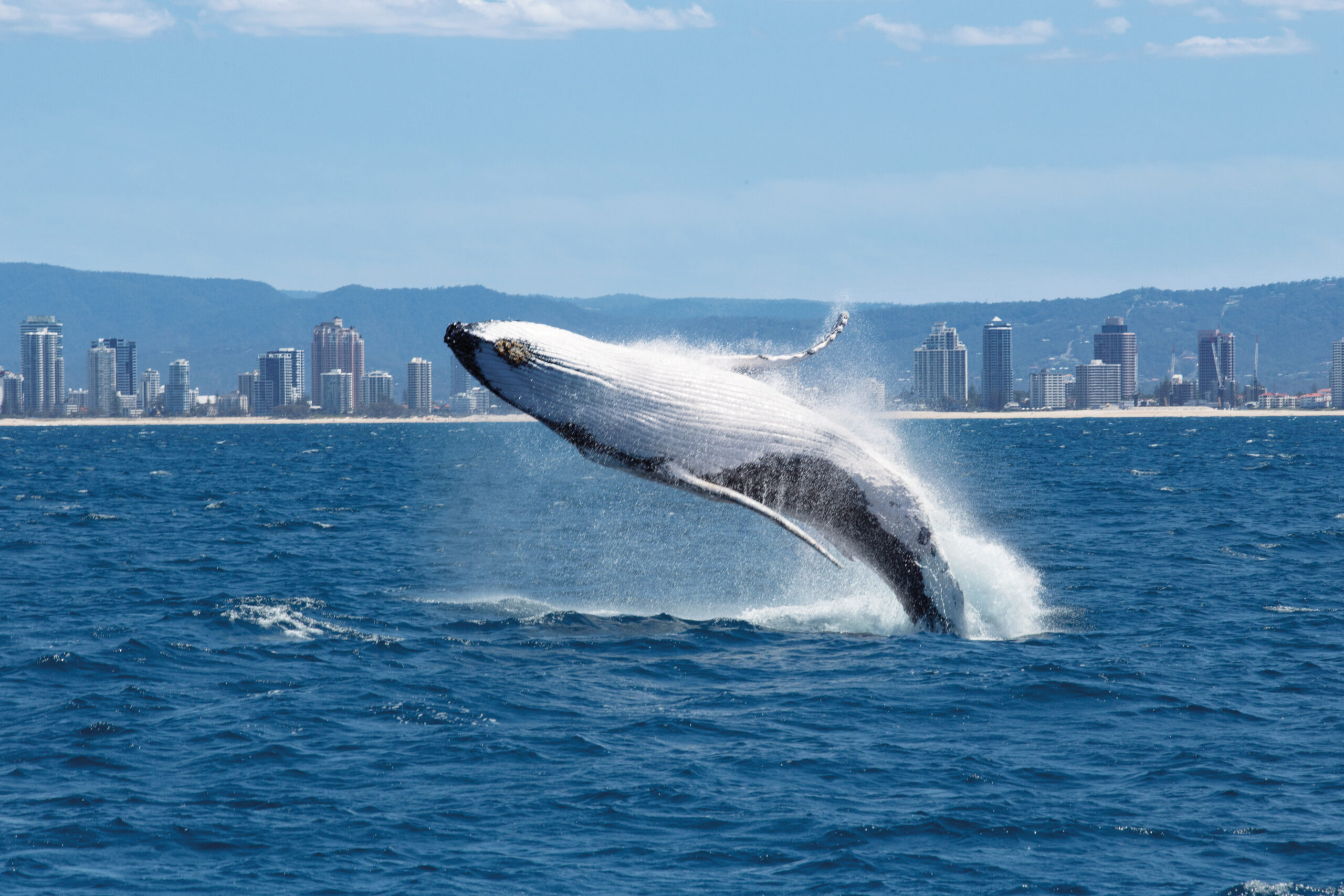 YOTSPACE superyacht voyages - Gold Coast voyages - Whales