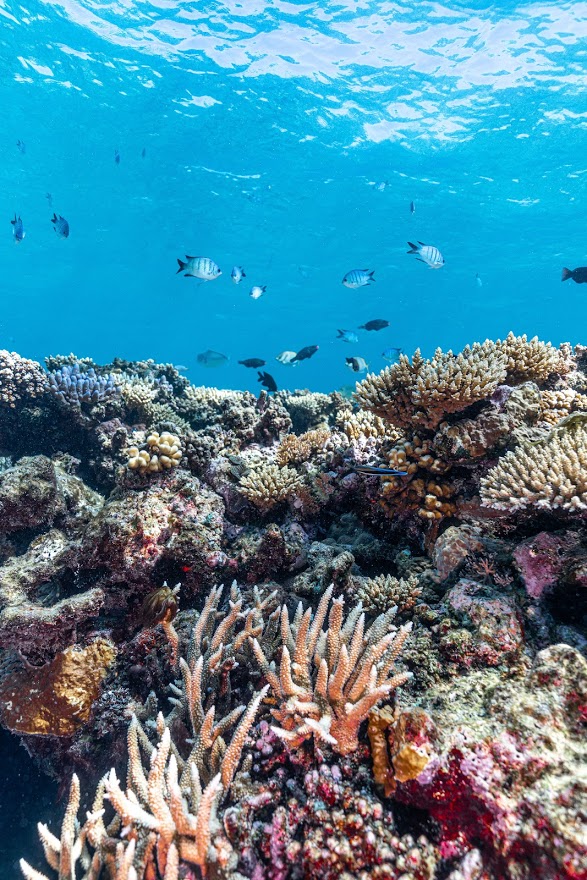 YOTSPACE superyacht voyages - MY Triple888 - Great Barrier Reef - Corals