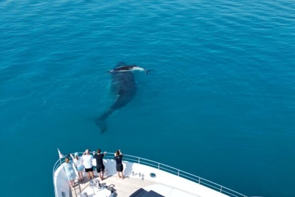 Spot Whales in the Whitsundays during Winter - Whitsundays Yacht Charter Aurora Great Barrier Reef