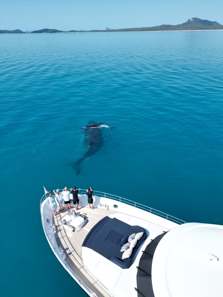 Spot Whales in the Whitsundays during Winter - Whitsundays Yacht Charter Aurora Great Barrier Reef