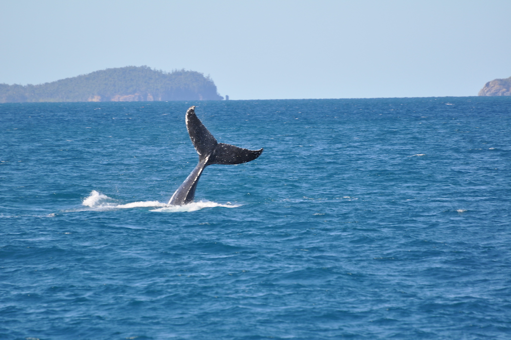 Whitsundays Sailing Catamaran Yacht Charter - JALUN