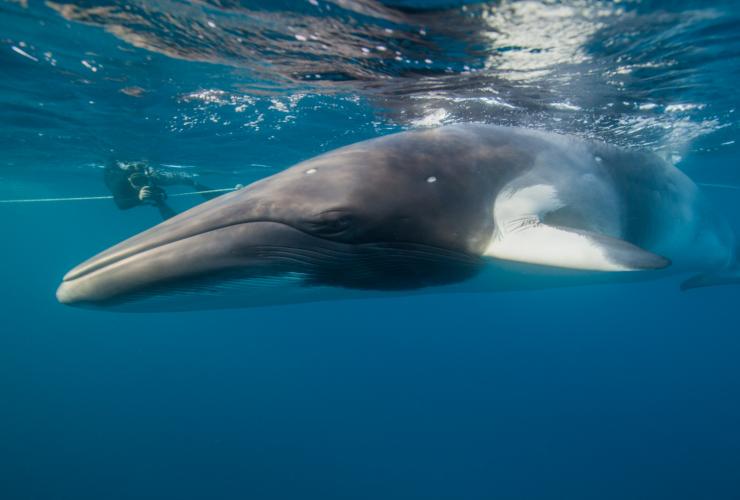 YOTSPACE superyacht voyages Great Barrier Reef - Dwarf Minke Whale