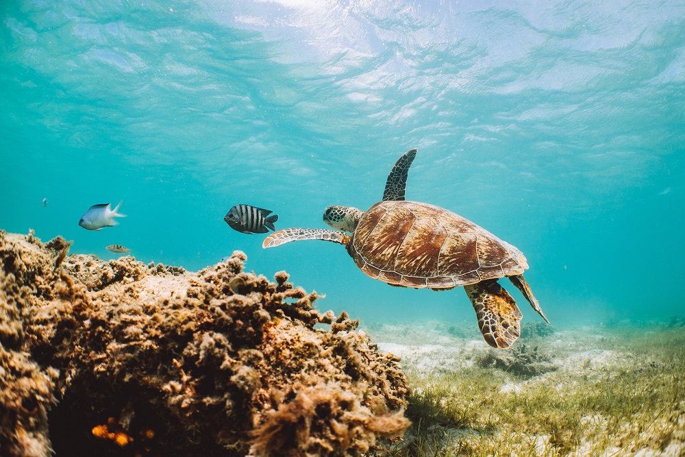 YOTSPACE superyacht voyages Great Barrier Reef -Sea Turtles